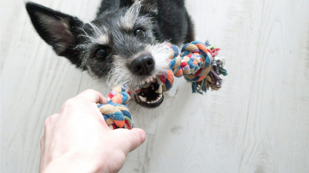 importancia exercicios fisicos pets