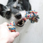 importancia exercicios fisicos pets
