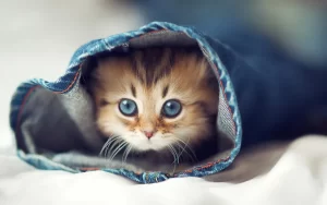 cute cat in pent hd background