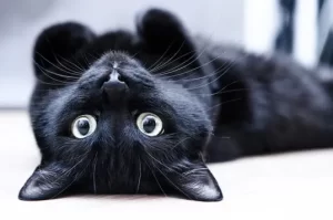 upside down cat 2